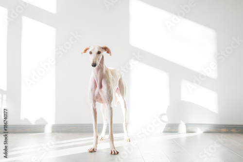 Valokuvatapetti großer weißer Hund steht in einem hellen Raum, Galgo Espanól
