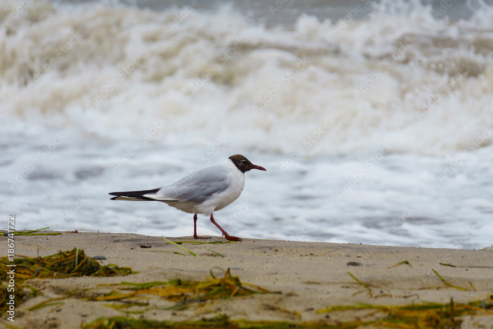 Vogel am Strand in der Brandung Vogel am Strand in der Brandung