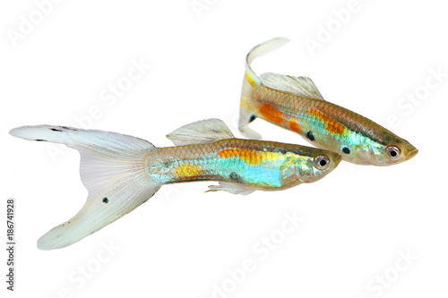Neon Endler Guppy Double Swordtail Male Guppies Poecilia wingei colorful tropical aquarium fish 