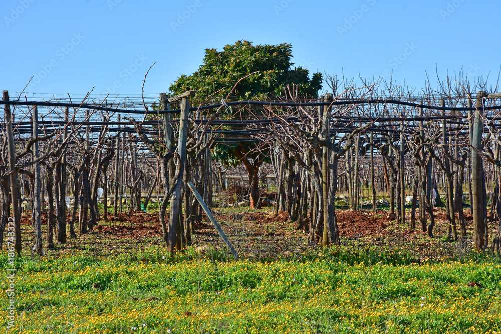 Italy, Puglia region, typical countryside landscapes. Grape vine in winter.