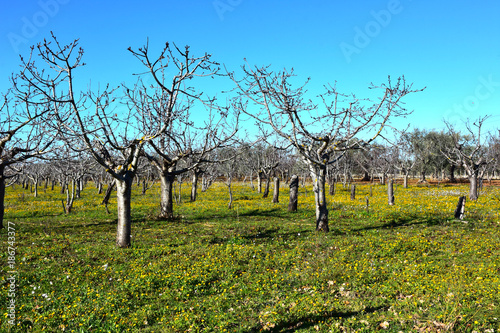 Italy, Puglia region, typical countryside landscapes. Cherry trees in winter.