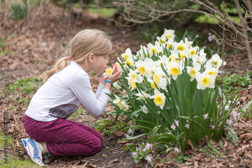 Fotografia, Obraz Little girl is sniffing narcissus flower in a park in spring