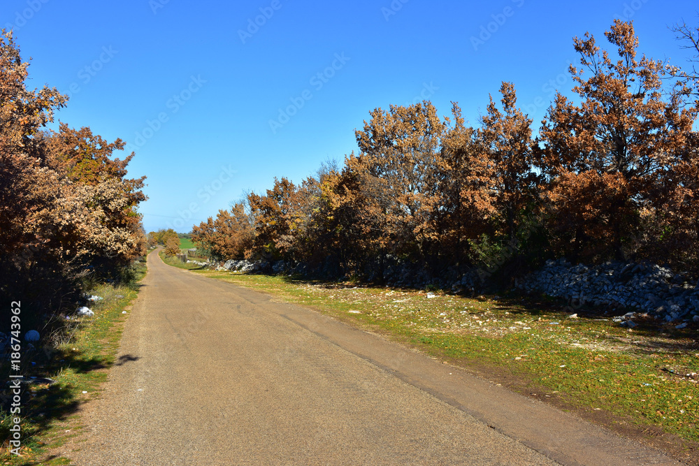 Italy, Puglia region, typical countryside landscapes. Narrow street with oaks