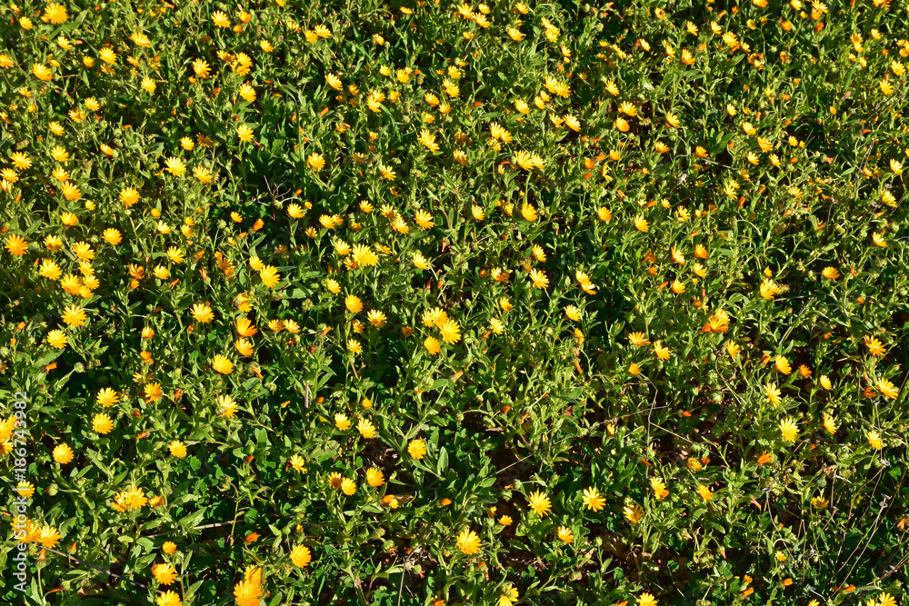 Italy, Puglia region, typical countryside landscapes. Meadow in winter bloom. Italy, Puglia region, typical countryside landscapes. Meadow in winter bloom.