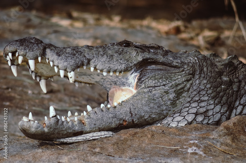 crocodile resting on river bed