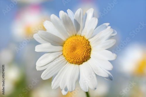 Chamomile among flowers