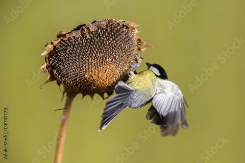 Parus major, Blue tit . A small bird sits on a sunflower plant and feeds sunflower seeds. Green background. Flight of the extended wing.  Wildlife scenery, Slovakia, Europe.