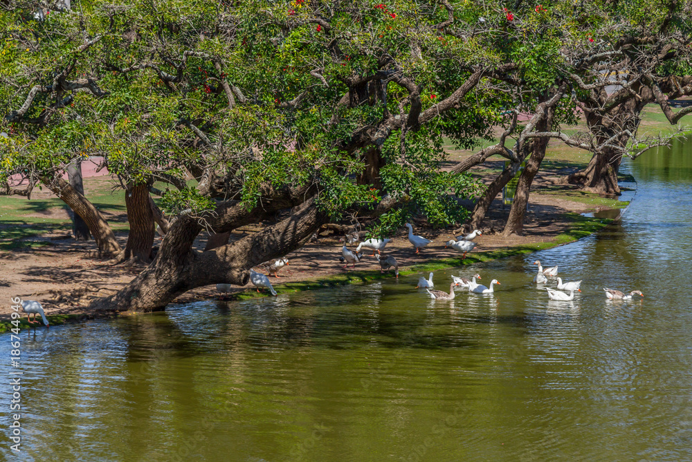 Lake and ducks in Bosques de Palermo park Lake and ducks in Bosques de Palermo park