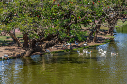 Lake and ducks in Bosques de Palermo park