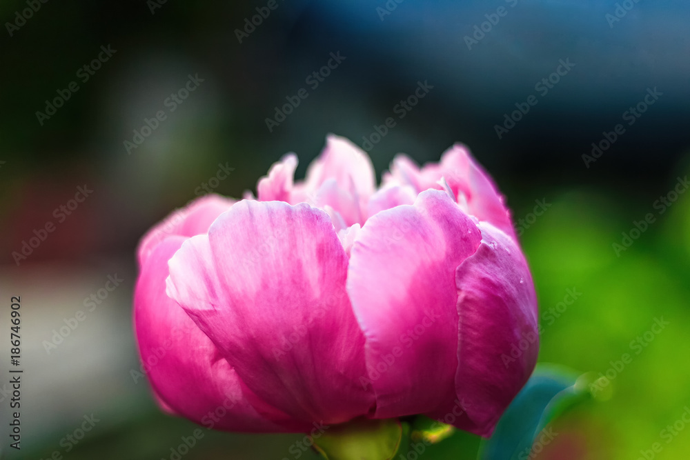 Abstract background of natural flowers, a red peony flower close-up Abstract background of natural flowers, a red peony flower close-up