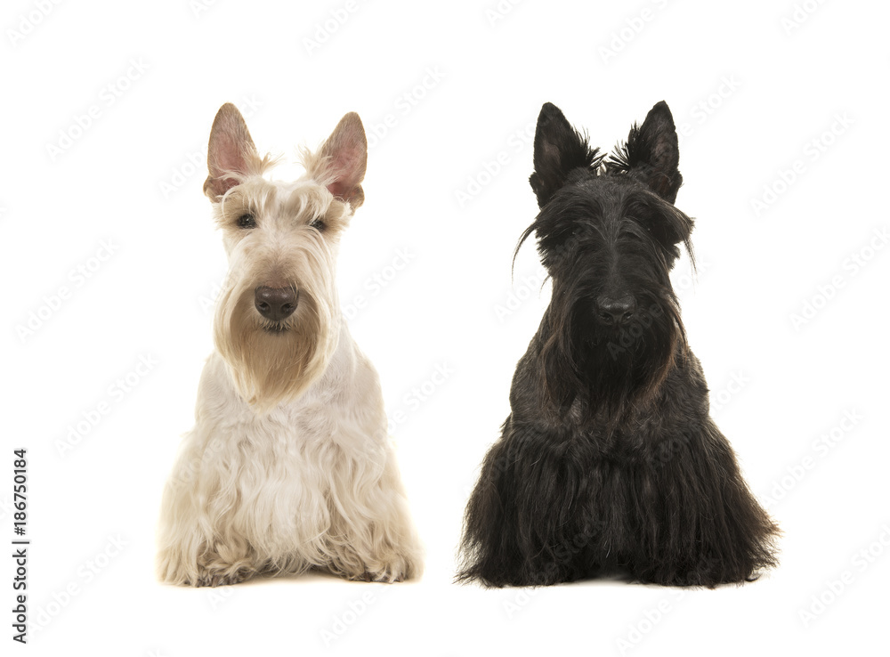 Black and white scottish terreir dog sitting next to each other