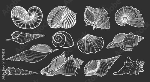 beautiful mollusk sea shells