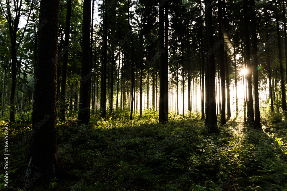 Fototapeta premium Morning in the forest