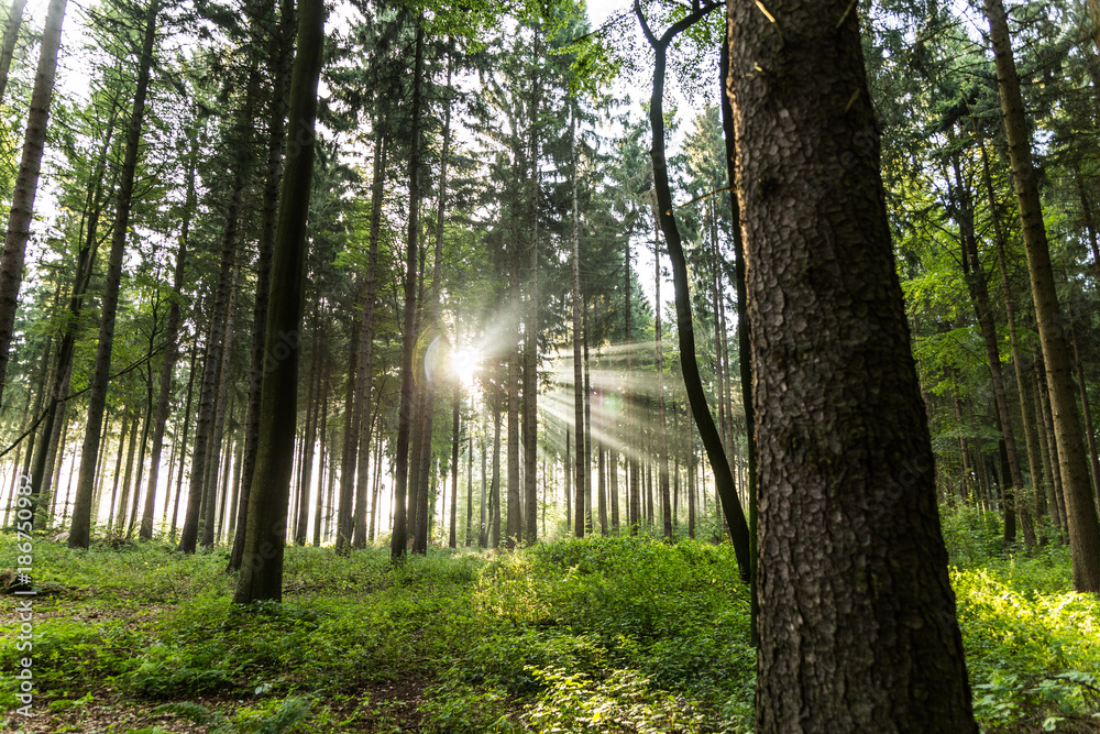 Fototapeta Iglasty las w porannym świetle