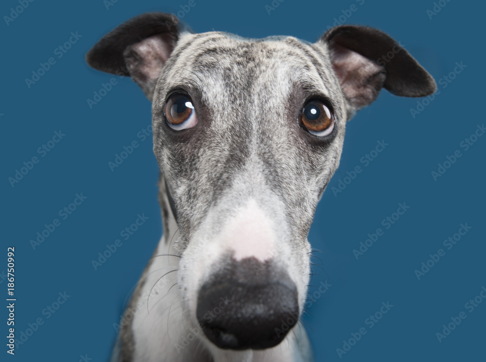Funny whippet store pictures