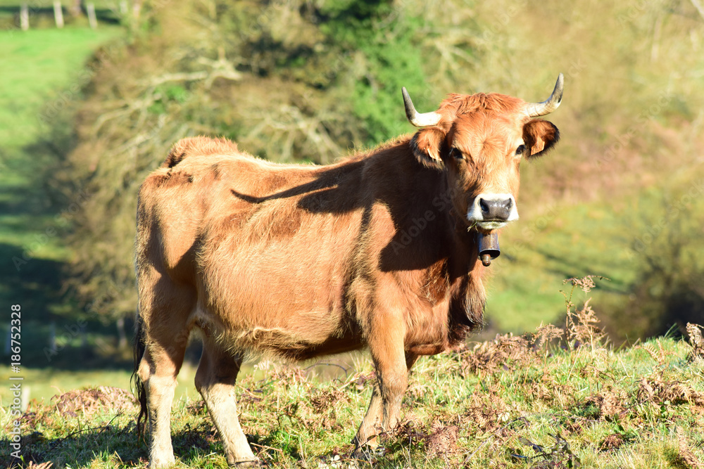 VACA ASTURIAS