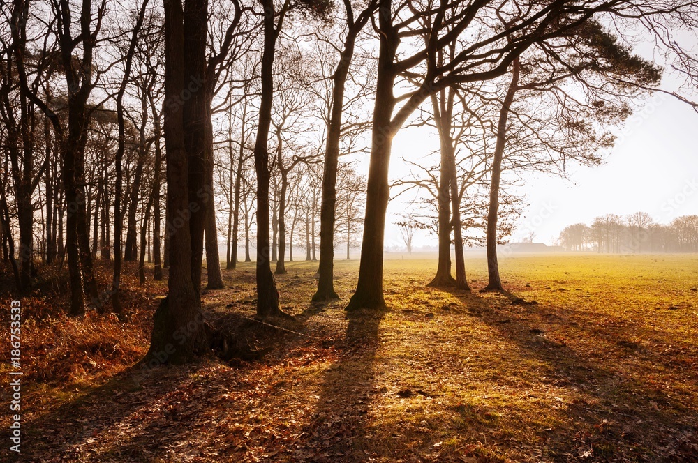 Naklejka premium Morgen Sonne