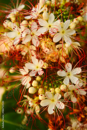 Florzinhas em Alter-do-Chão, Pará photo