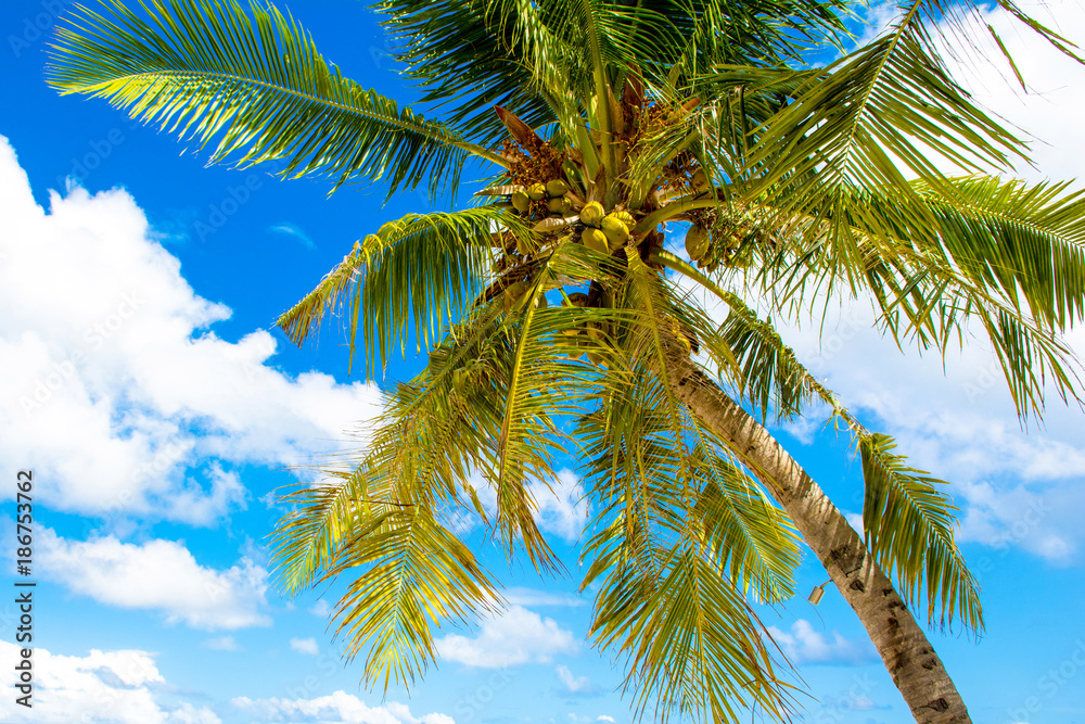 Fototapeta premium Palm trees with branches of coconut on the background of bright cloudless blue sky