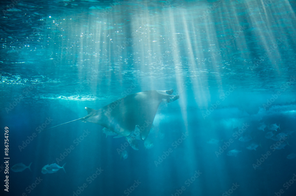 The devil fish or giant devil ray (Mobula mobular), an endangered species of eagle ray