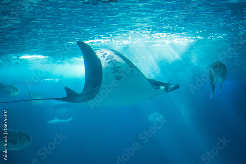 The devil fish or giant devil ray (Mobula mobular), an endangered species of eagle ray