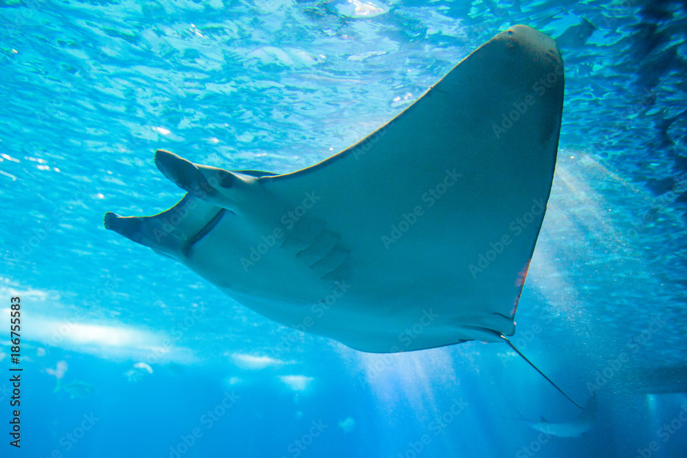 The devil fish or giant devil ray (Mobula mobular), an endangered species of eagle ray