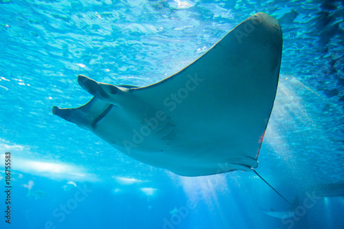 Obraz na płótnie The devil fish or giant devil ray (Mobula mobular), an endangered species of eagle ray w salonie