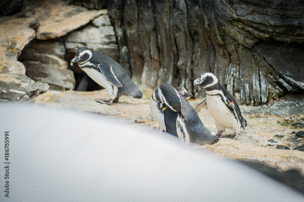 The Magellanic penguin (Spheniscus magellanicus) a South American penguin