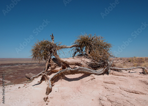 Sparse Vegetation in the Petrified Forest and Painted Desert in Arizona, USA photo