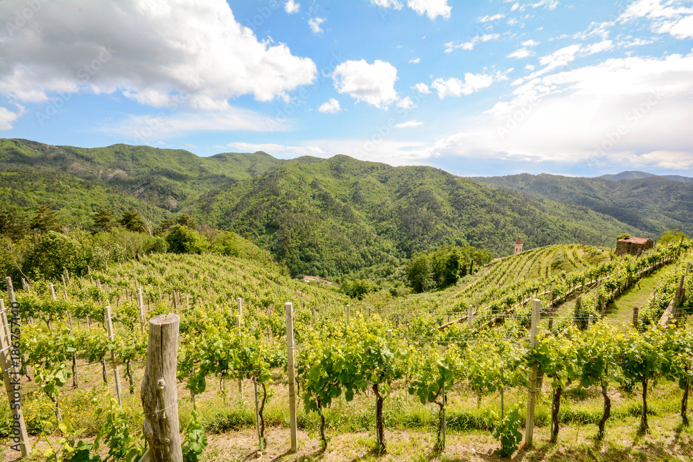 Weinberg Weinbau-Terrassen mit Anbau von Rotwein Trauben in hügeliger Landschaft, Italien Europa