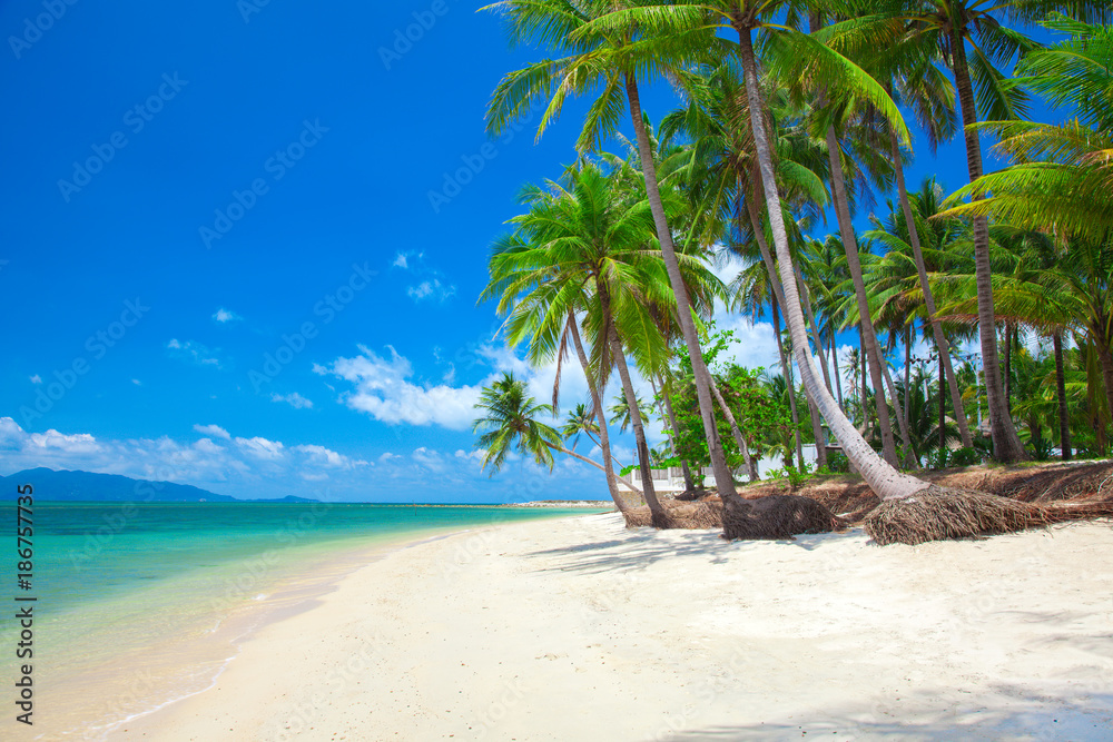 Fototapeta tropikalna plaża z palmą kokosową