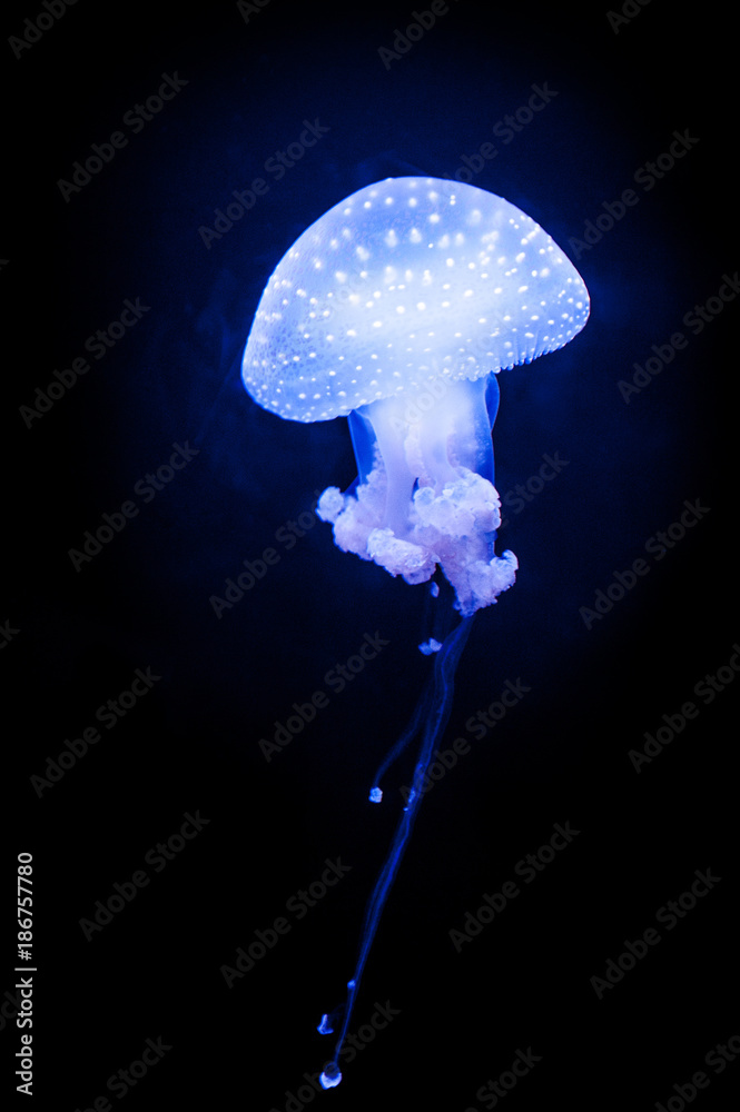 WHITE-SPOTTED JELLYFISH (Phyllorhiza punctata) is a species also known as the floating bell