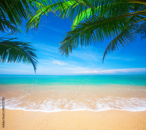 Fototapeta Naklejka Na Ścianę i Meble -  Palm and tropical beach