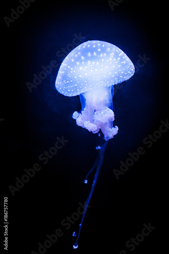 Obraz na płótnie WHITE-SPOTTED JELLYFISH (Phyllorhiza punctata) is a species also known as the floating bell w salonie