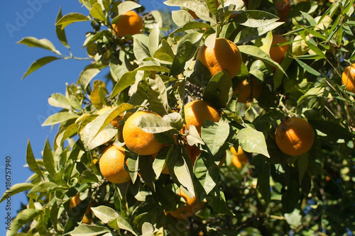 Orange fruits closeup ripening