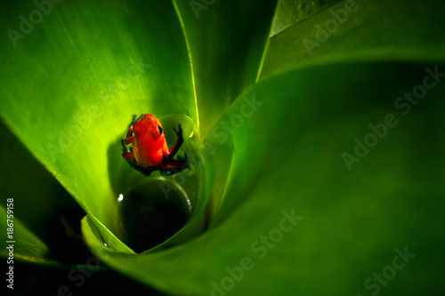 Red Strawberry poison dart frog, Dendrobates pumilio, in the bromelia. Costa Rica.Wildlife anima in the forest.