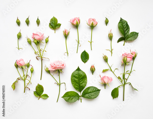 Decorative pattern with pink roses, leaves and buds on white background. Flat lay, top view