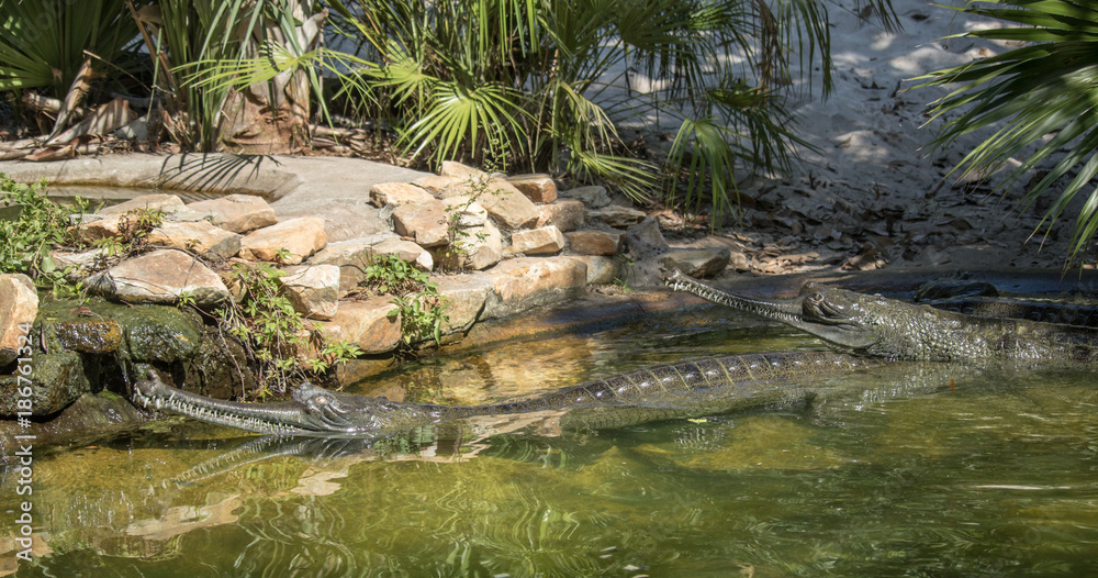 mating long nose crocodiles in a swampy river mating long nose crocodiles in a swampy river