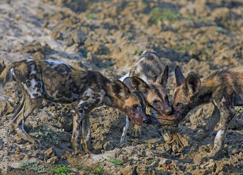 Three African Wild Dog  Lycaon pictus  Puppies pulling on a piece of meat from a recent kill in South Luangwa National Park  Zambia