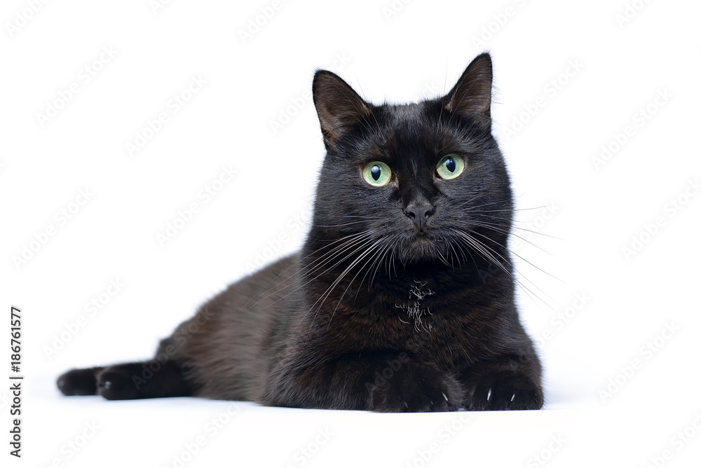 Young black cat lying on a white background