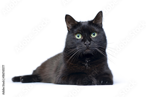 Fototapeta Naklejka Na Ścianę i Meble -  Young black cat lying on a white background