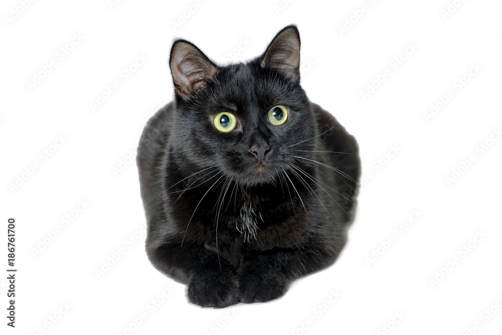 Studio portrait of black cat on white background