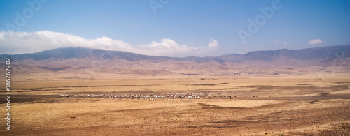 Herd of sheep passing plains near Serengeti