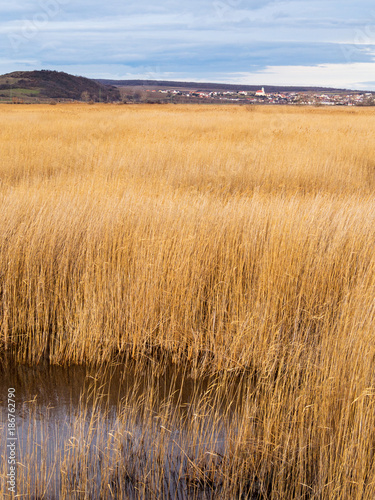 Jois am Neusiedlersee mit Schilfg  rtel im Vordergrund