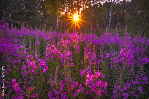 Sunset in the beautiful field of purple flowers