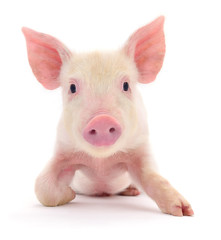 Pig on white