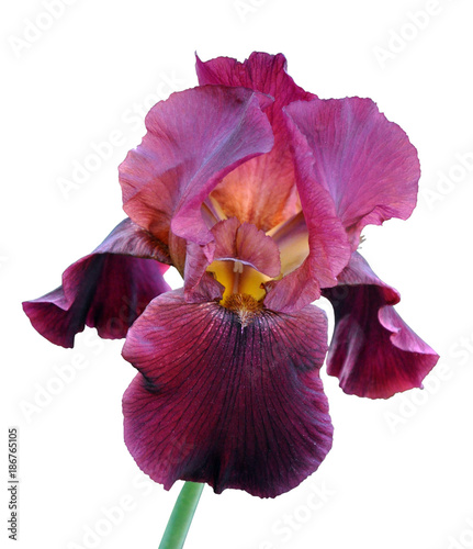 iris flower