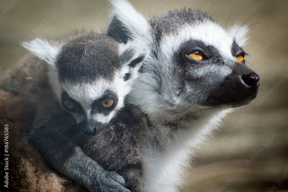Obraz premium Lemur