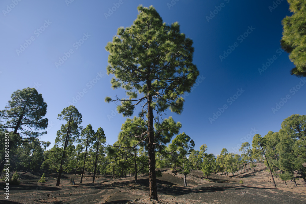 Fototapeta premium Teide mountain in Tenerife. Canary Islands
