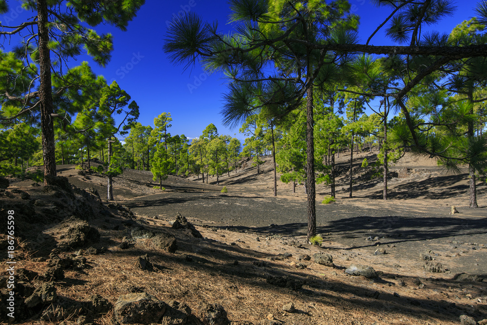 Teide mountain in Tenerife. Canary Islands Teide mountain in Tenerife. Canary Islands